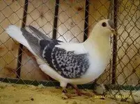 Thuringian wing pigeon1.webp