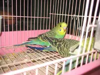 baby budgie .webp