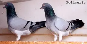 pigeon08.webp