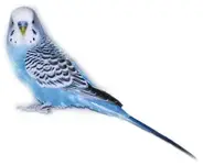 budgie2.webp