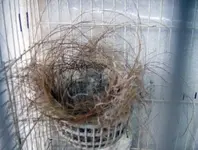 nest001.webp