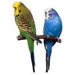 budgie.webp