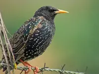 starling_adult1.webp