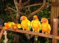 Sun%20conure.webp