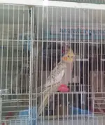 my cockatiel.webp