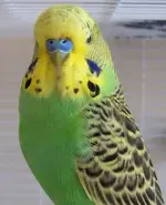 Wild budgie 3.webp