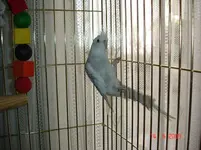 elvis the cockatiel inside.webp