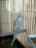 elvis the cockatiel inside (6).webp