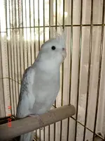 elvis the cockatiel inside (7).webp