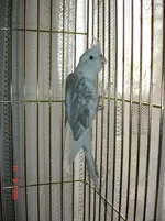 elvis the cockatiel inside (1).webp