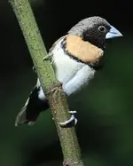 chestnut-breasted-mannikin.webp