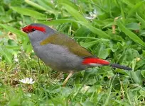 Red-browed%20Firetail.webp