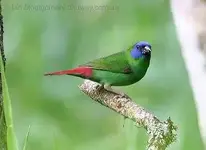 bluefaced_parrotfinch_46726.webp