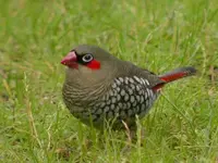 Red-eared Firetail 3.webp