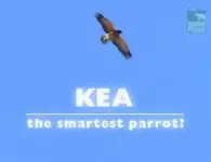 Kea-The-Smartest-Parrot-Cover.webp