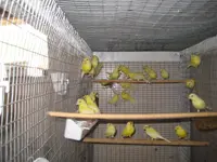 Young Roller canaries.webp