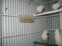 White canaries 1.webp