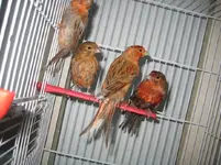 Reds after bath.webp