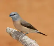 Grey_Headed_Silverbill.webp