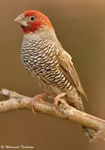 34_hybrid_red-headed_cut-throat_finch_4.webp