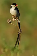 Male%20Pin-tailed%20Whydah%20001.webp