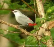 lavender_waxbill_l.webp