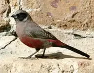 BlkFacedWaxbill-3340ss.webp