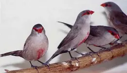 Common_waxbill.webp