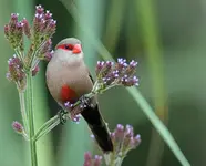 846_Common_Waxbill.webp