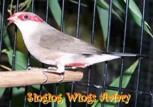 Red%20Ear%20Waxbill.webp