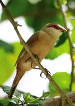 CrimsonRumpedWaxbill.webp