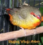 Gold%20Breast%20Waxbill%20Male%20(6).webp