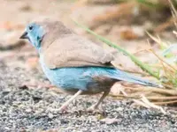 blue-breasted-cordon-bleu.webp