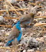 Cordon-bleu_Blue-capped_male_female_Tarangire_2006_09_03_099.webp