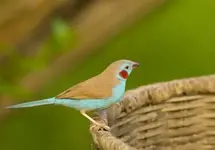 Red-cheeked%20Cordon-Bleu.webp