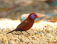 Waigh%20violet-eared%20waxbill%20.webp