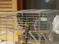 conures1.webp