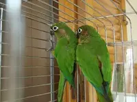 conures2.webp