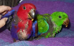 Eclectus babies.webp