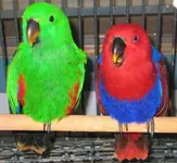 eclectus2m2.webp