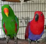 EclectusRoratus1.webp