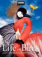 BBC-Life of birds.webp