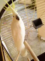 cockatoo_m1.webp