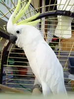 cockatoo_m3.webp