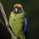 green-rosella-1.webp