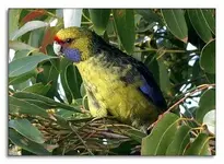 Green-Rosella-Backyard-2008-08-28.webp