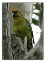 Green-Rosella-Tasman-Pen-2008-07-30.webp