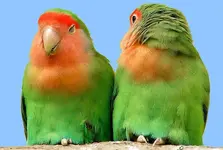 Peach-faced Lovebird small for web.webp