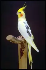 Cockatiel-Pied.webp