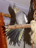 Cockatiel_female.webp